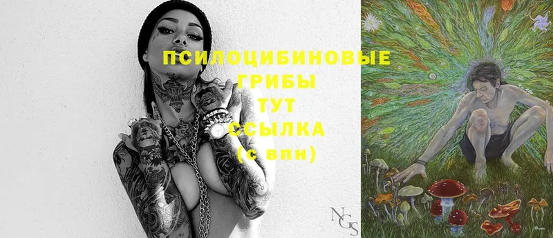 хочу наркоту  Дмитров  Галлюциногенные грибы Psilocybe 